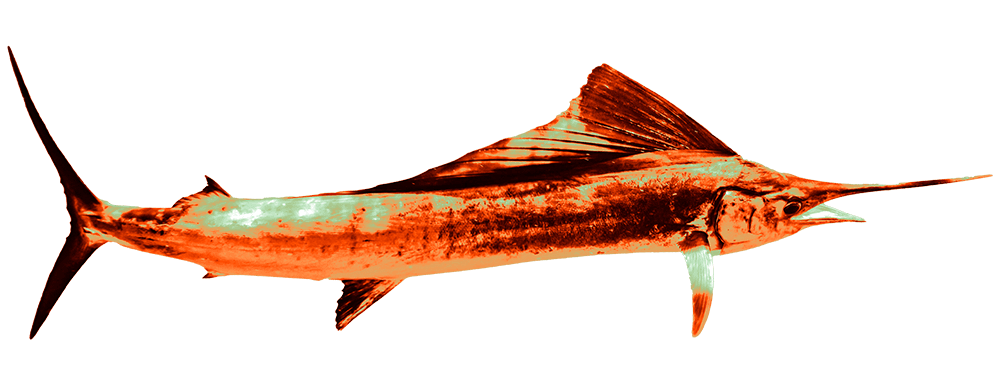 Clavadoras
