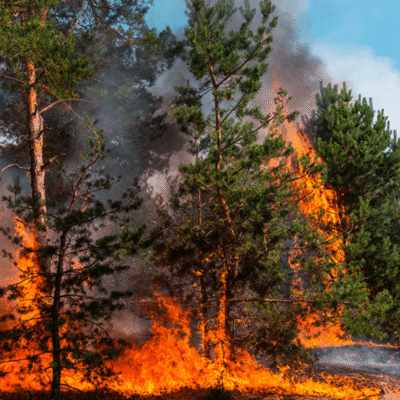 incendio forestal