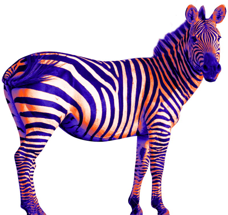 Decoración zebra